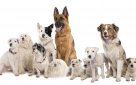 Group of dogs
